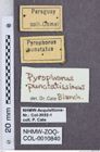 Etikette zu Pyrophorus punctatissimus (NHMW-ZOO-COL-0010840)